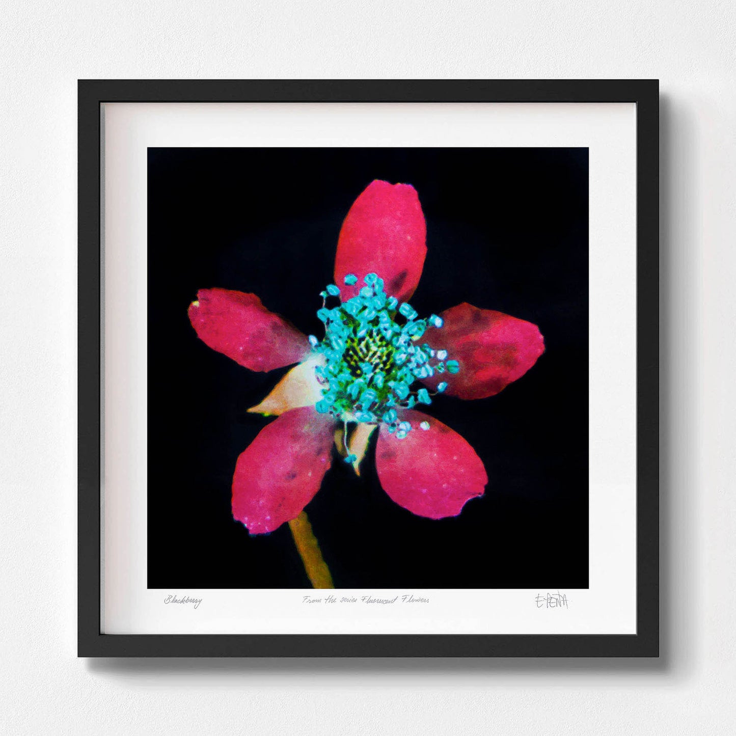 Blackberry flower wall art with black frame