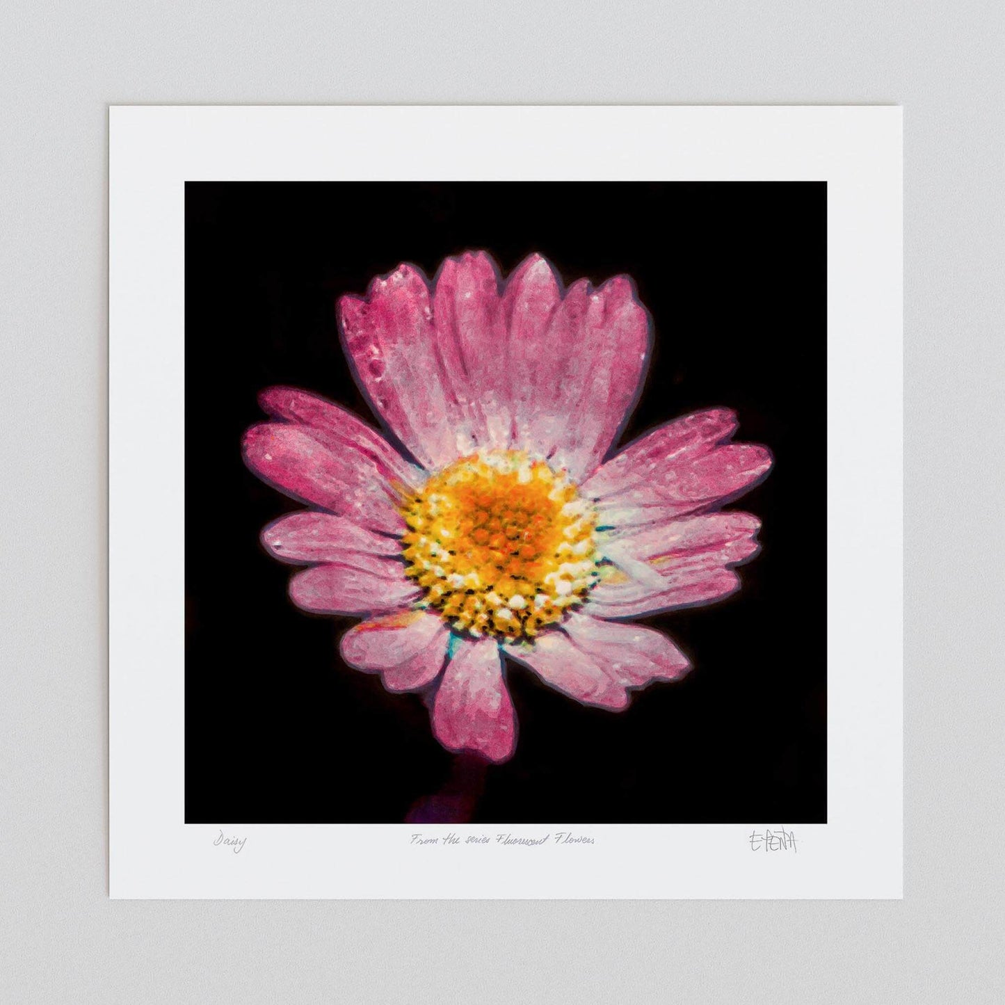 Daisy unframed botanical print