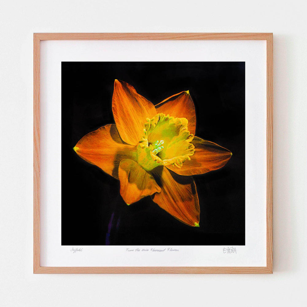 
                  
                    Daffodil botanical art print with oak frame
                  
                