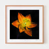 Daffodil botanical art print with oak frame