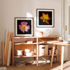 Daffodil botanical art print in a contemporary living space