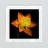 Daffodil botanical art print unframed