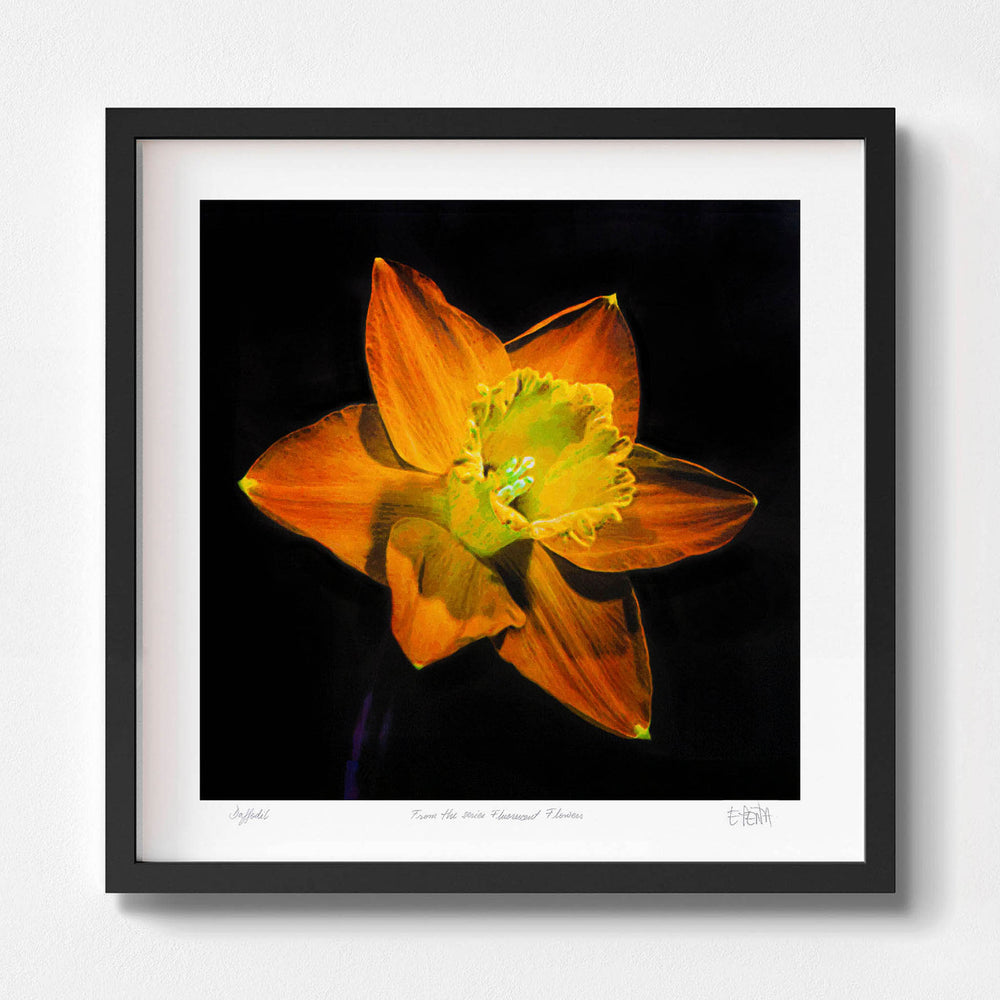 
                  
                    Daffodil botanical art print with black frame
                  
                