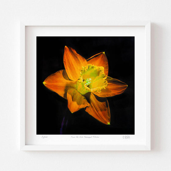 Daffodil botanical art print with white frame