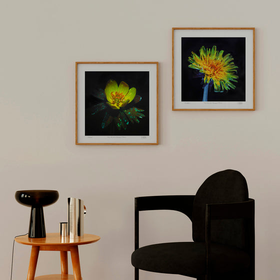 Pair of framed botanical art prints of a buttercup and a dandelion displayed in a living room.