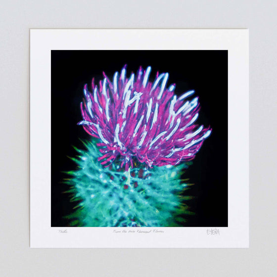 Thistle colourful art print unframed