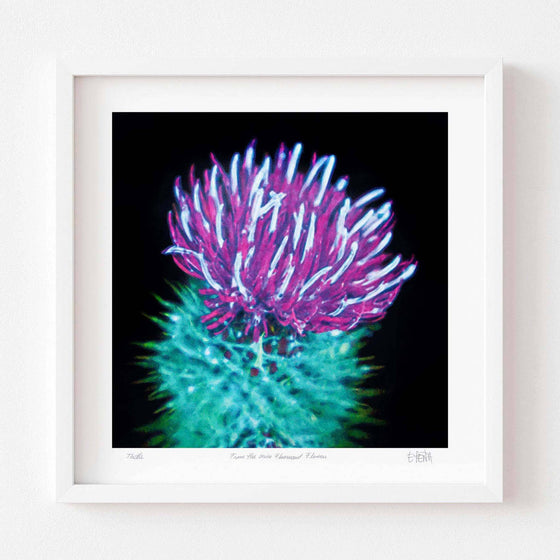 Thistle colourful art print in white frame