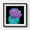 Thistle colourful art print in black frame