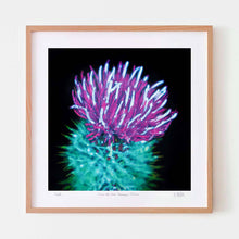  Thistle colourful art print in oak frame