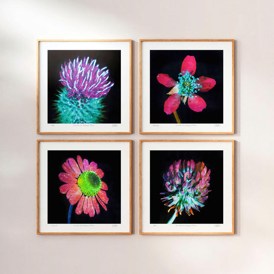 Set of four modern wildflower wall art prints framed in oak.