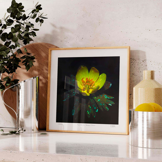 Contemporary floral art print of yellow buttercup displayed in a kitchen.