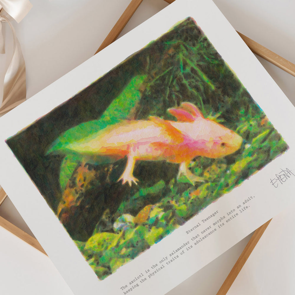 
                  
                    Unframed contemporary axolotl wall art print.
                  
                