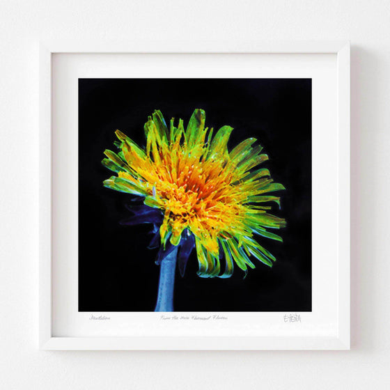 Dandelion floral art print with white frame