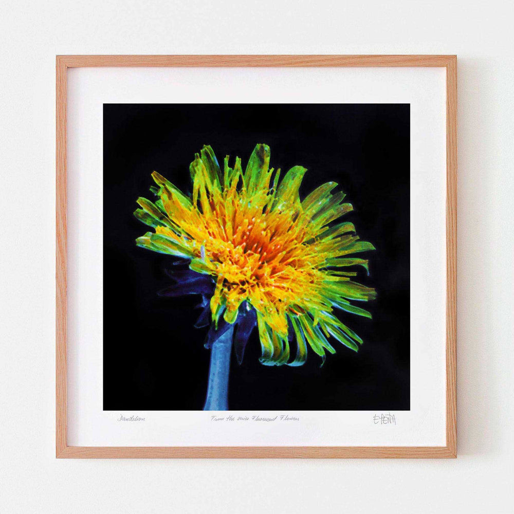 
                  
                    Dandelion floral art print with oak frame
                  
                