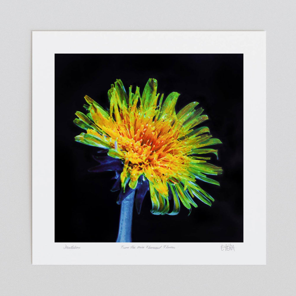 
                  
                    Dandelion floral art print unframed
                  
                