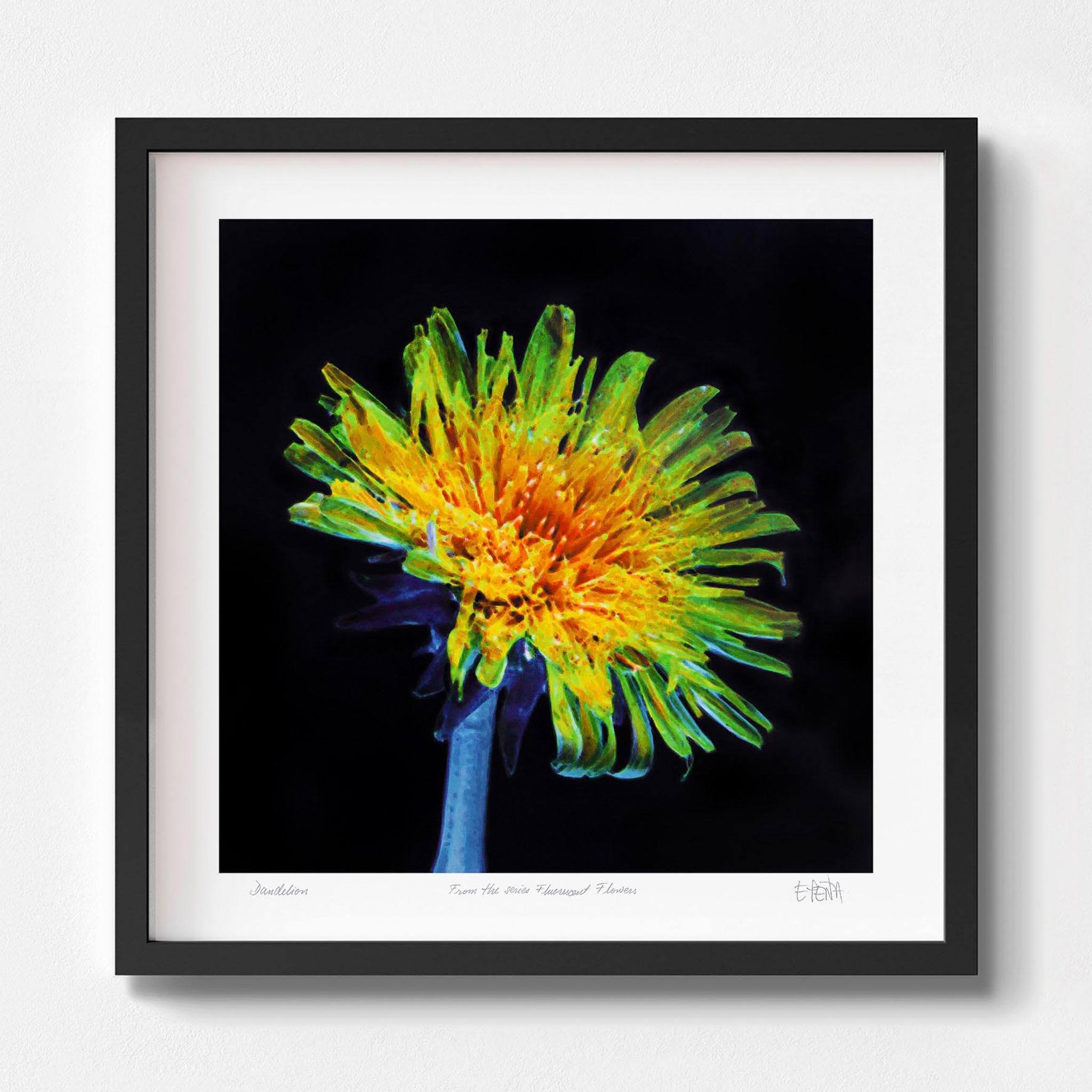 Dandelion | Floral art print | Studio Parga