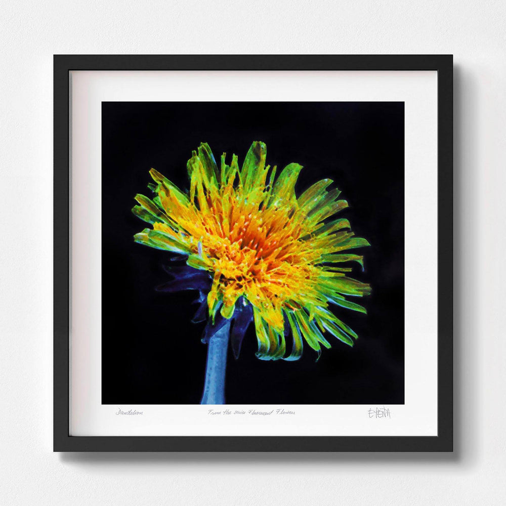 
                  
                    Dandelion floral art print with black frame
                  
                