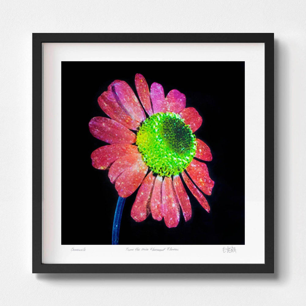 
                  
                    Camomile floral wall art with black frame
                  
                