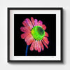 Camomile floral wall art with black frame