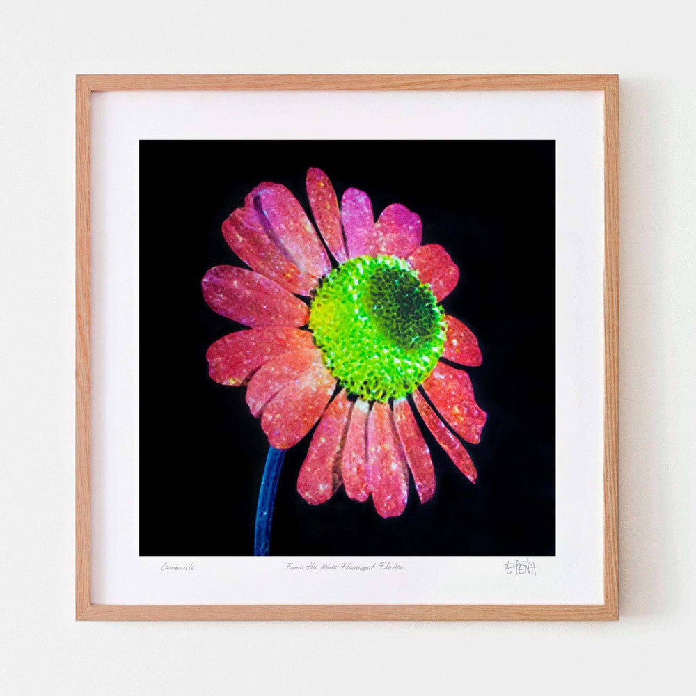 
                  
                    Camomile floral wall art with oak frame
                  
                