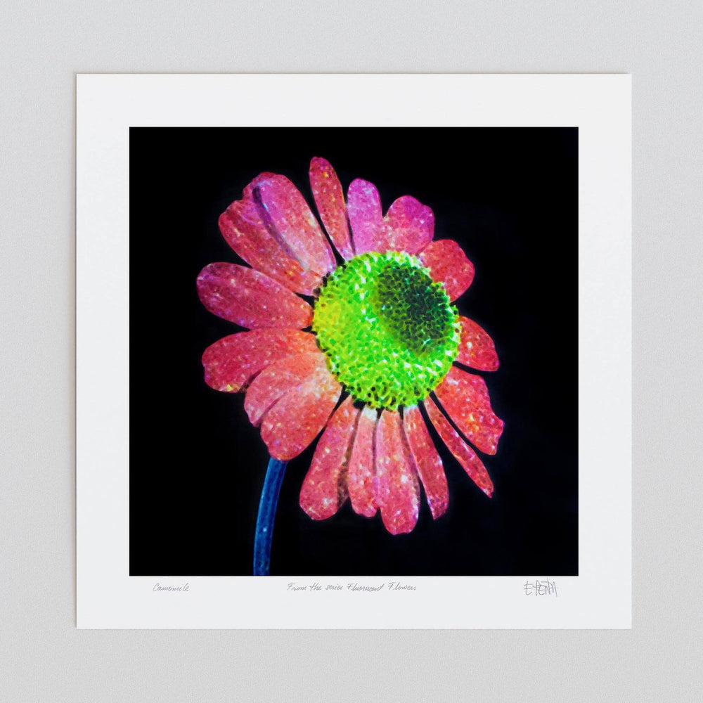 
                  
                    Camomile floral wall art unframed
                  
                