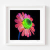 Camomile floral wall art with white frame