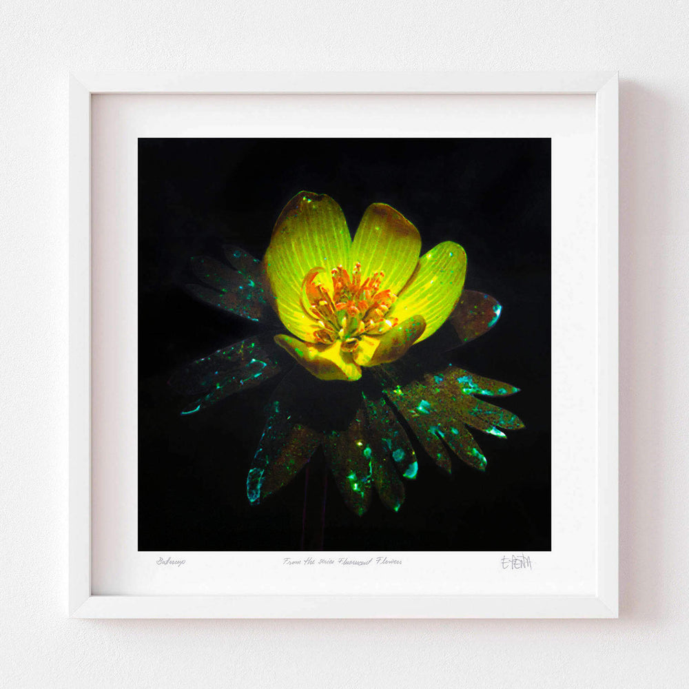 
                  
                    Buttercup flower art print with white frame
                  
                