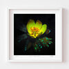 Buttercup flower art print with white frame