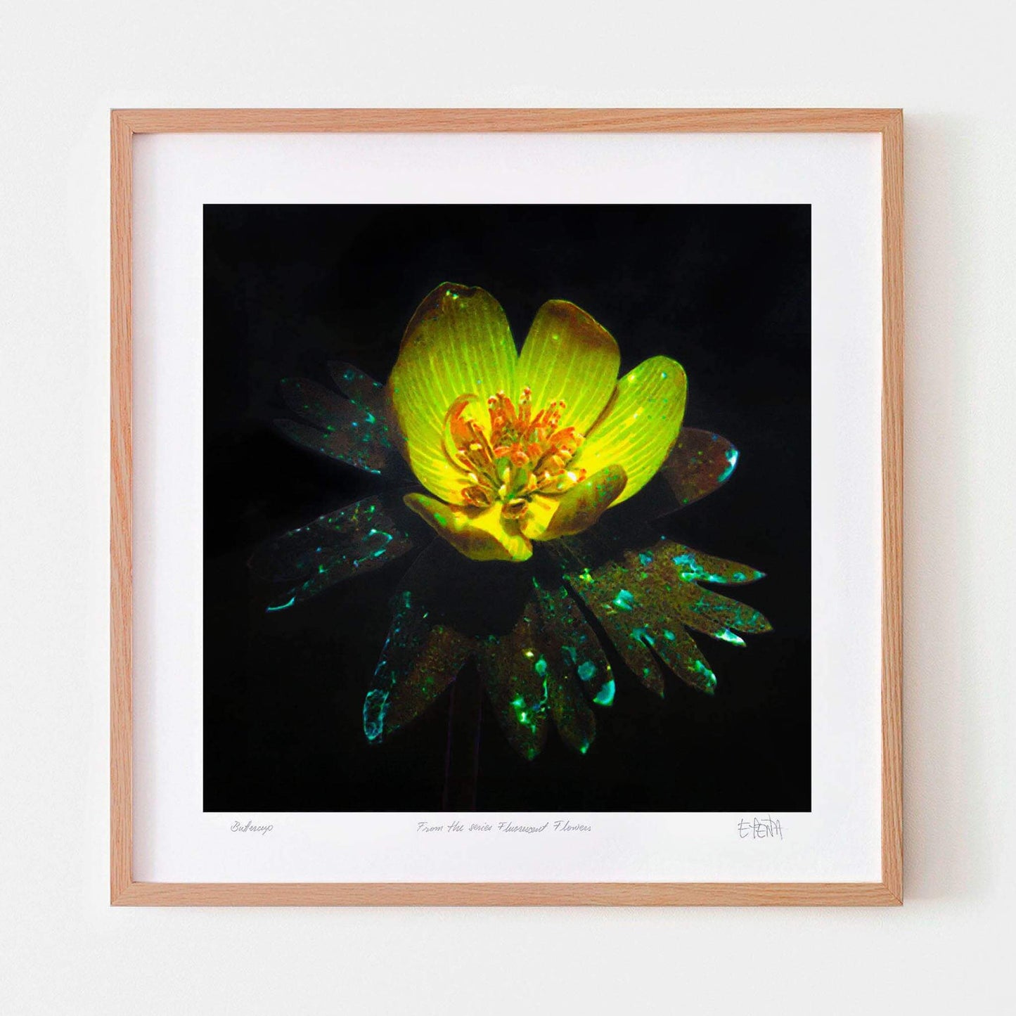 Buttercup flower art print with oak frame