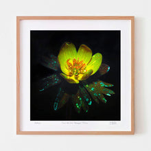  Buttercup flower art print with oak frame