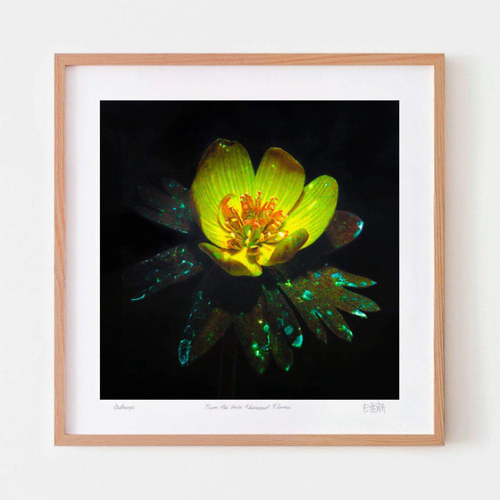 Buttercup flower art print with oak frame