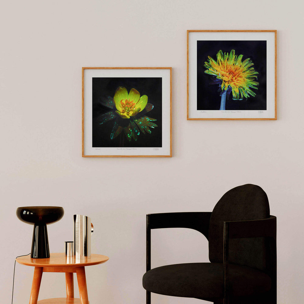 
                  
                    Buttercup flower art print in a modern home
                  
                