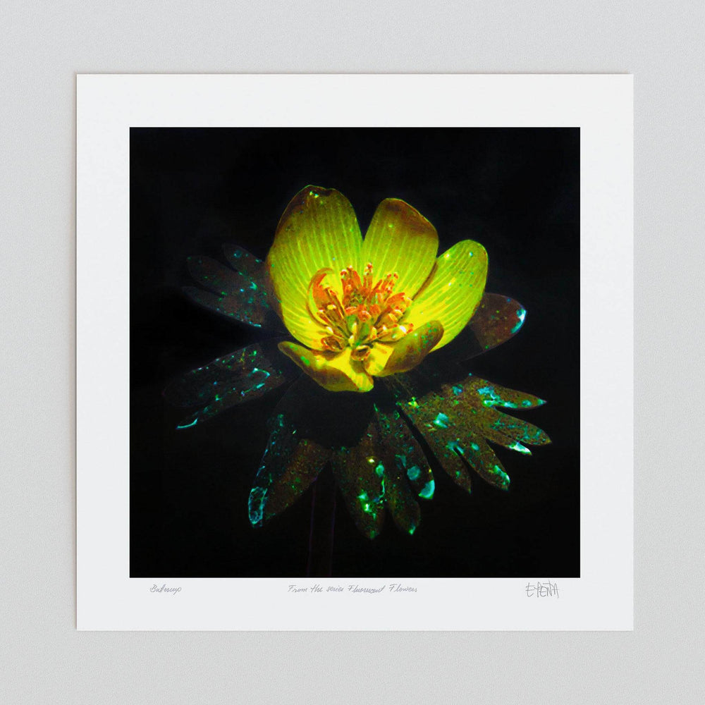 
                  
                    Buttercup flower art print unframed
                  
                