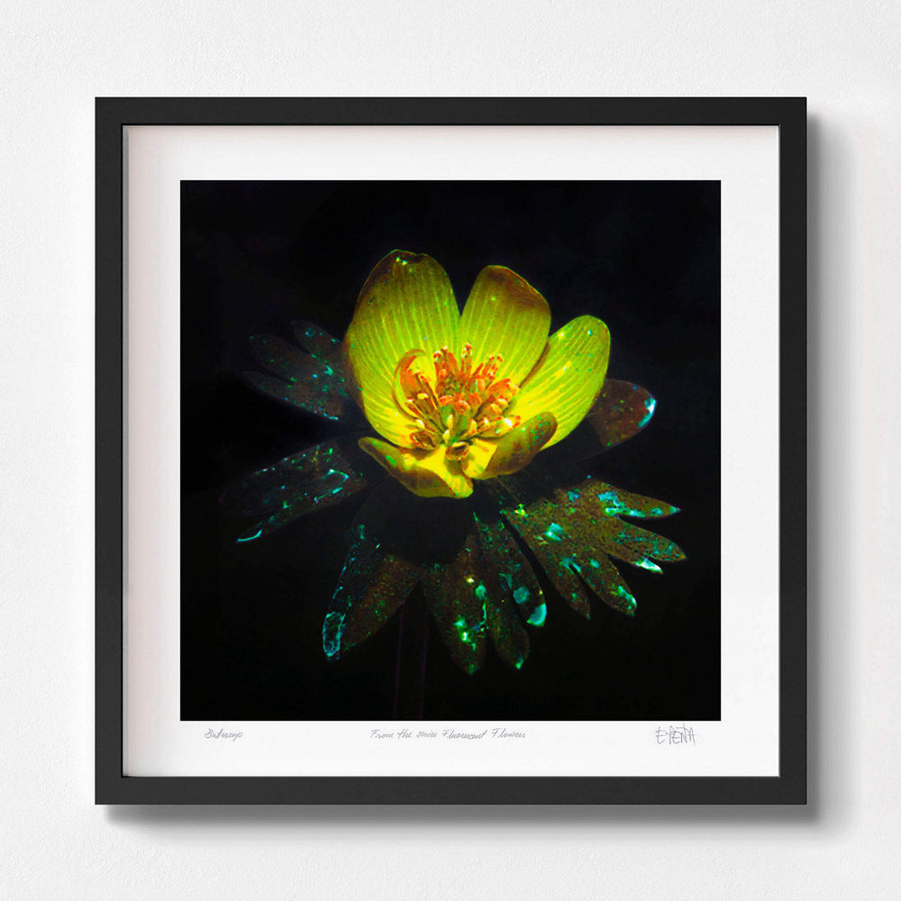 
                  
                    Buttercup flower art print with black frame
                  
                