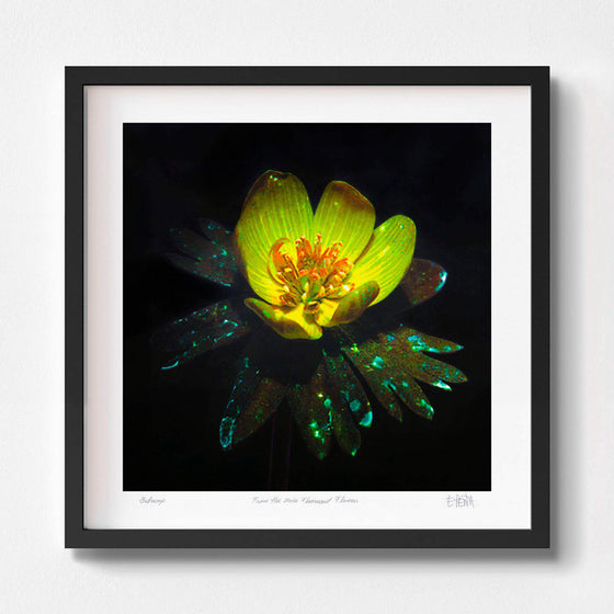 Buttercup flower art print with black frame