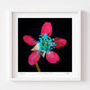 Blackberry flower wall art with white frame