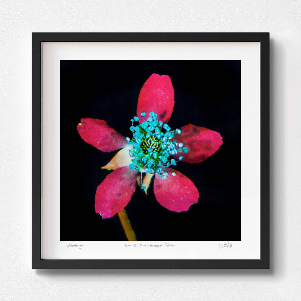 
                  
                    Blackberry flower wall art with black frame
                  
                