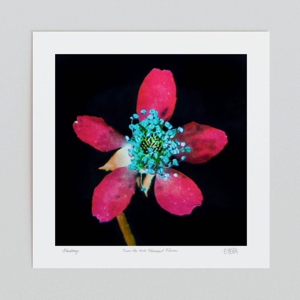 
                  
                    Blackberry flower wall art print unframed
                  
                