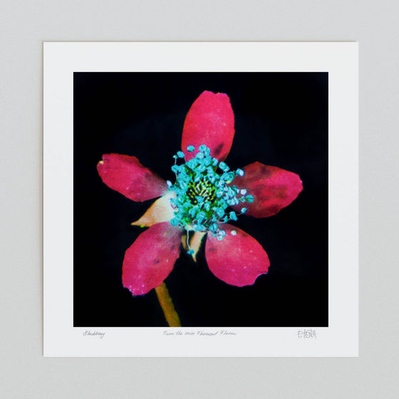 Blackberry flower wall art print unframed