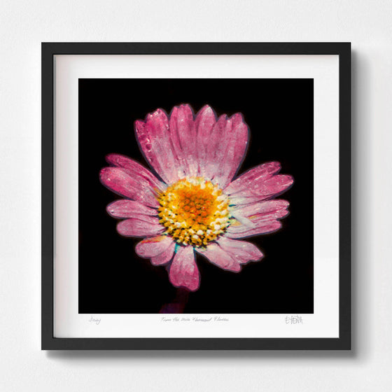 Daisy framed botanical print in black