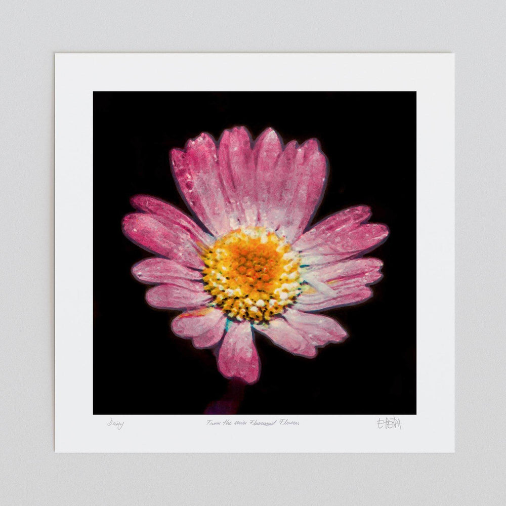 
                  
                    Daisy unframed botanical print 
                  
                