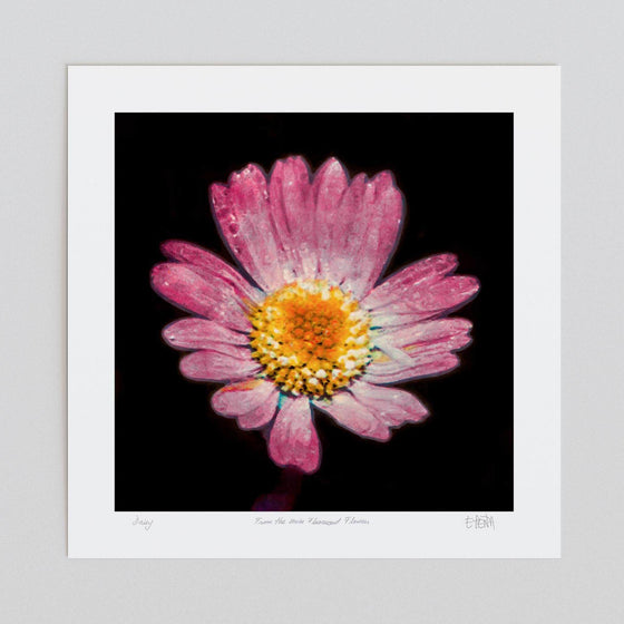 Daisy unframed botanical print 