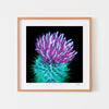 Thistle