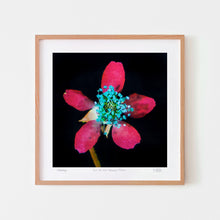  Bold blackberry flower art print in an oak frame.