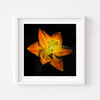 Modern orange flower art print framed in white.