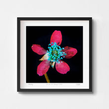 Contemporary botanical wall art print of a blackberry flower in a black frame.
