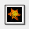 Modern orange daffodil wall art print framed in black.