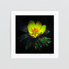 Bold floral wall art print of a buttercup unframed.