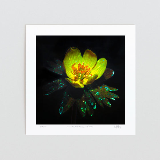 Bold floral wall art print of a buttercup unframed.