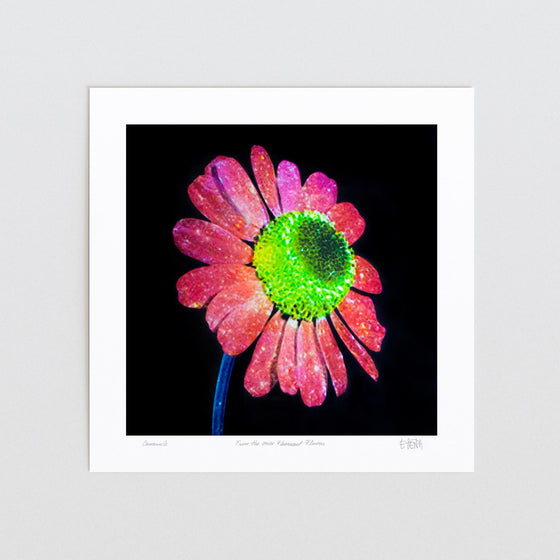 Pink modern art print of a camomile flower unframed.